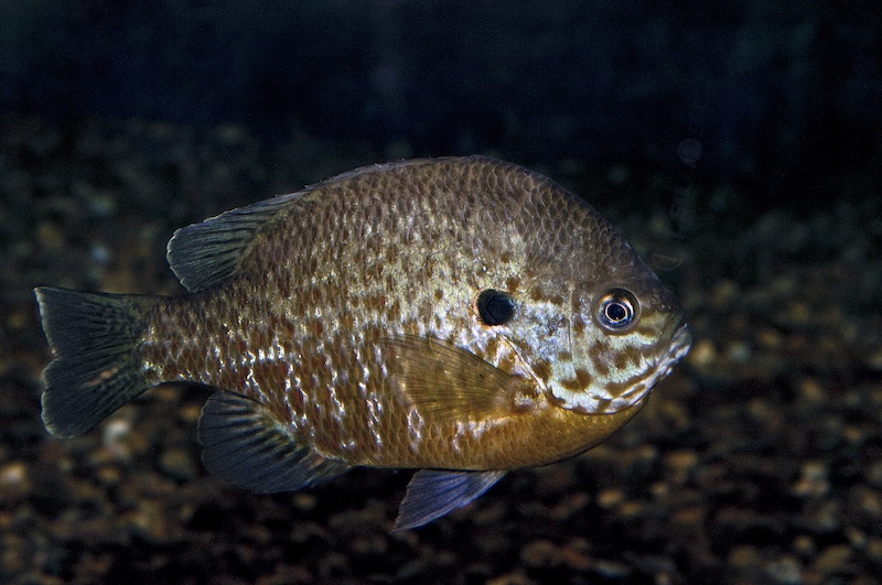 A tan, gray and brown fish swims near the gravel river bottom.