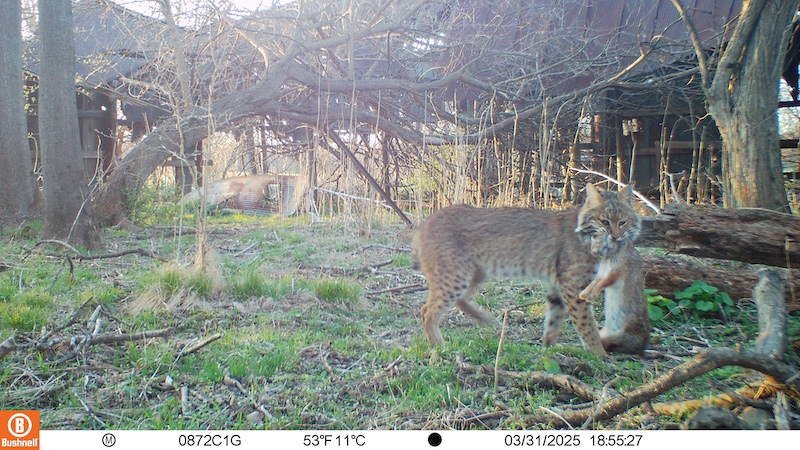 A brown and black spotted bobcat carries a successfully caught rabbit in its mouth while walking through a grassy area. In the background are trees and a dilapidated barn.