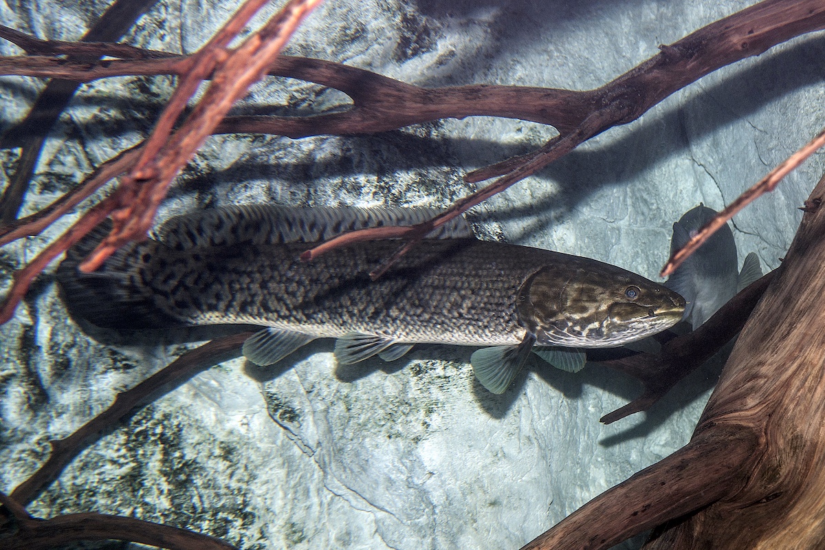A long brown speckled fish hides under some fallen tree branches.