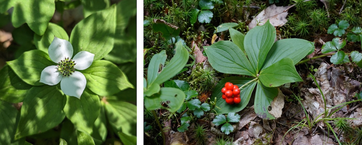 Two photos collaged together. The image on the left is of a shade dappled white flower with four petals and a green center. The image on the right is of a cluster of bright red berries at the top of a stem connected to green basal leaves.