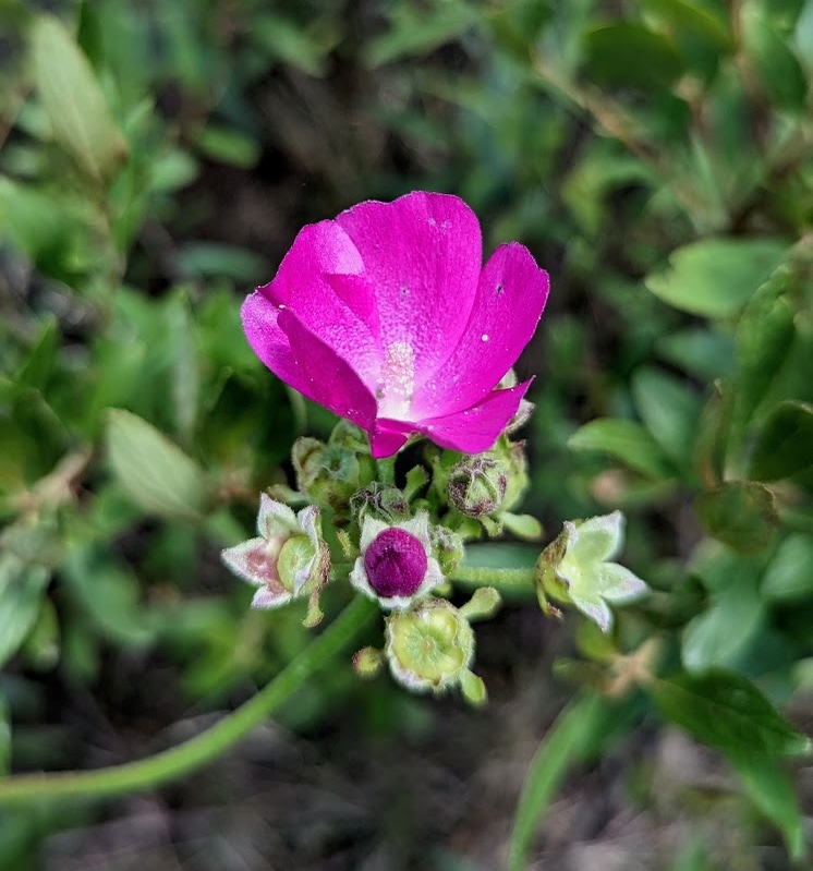 A close-up of a pink flower on the end of a stem. Next to the flower is a pink flower bud nearly ready to bloom.
