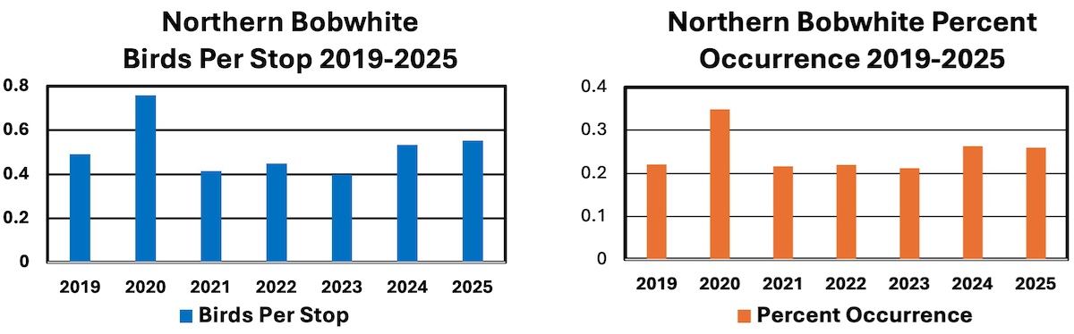 Two charts indicating the northern bobwhite birds per stop in 2019 to 2025, and northern bobwhite percent occurrence in 2019 to 2025. 