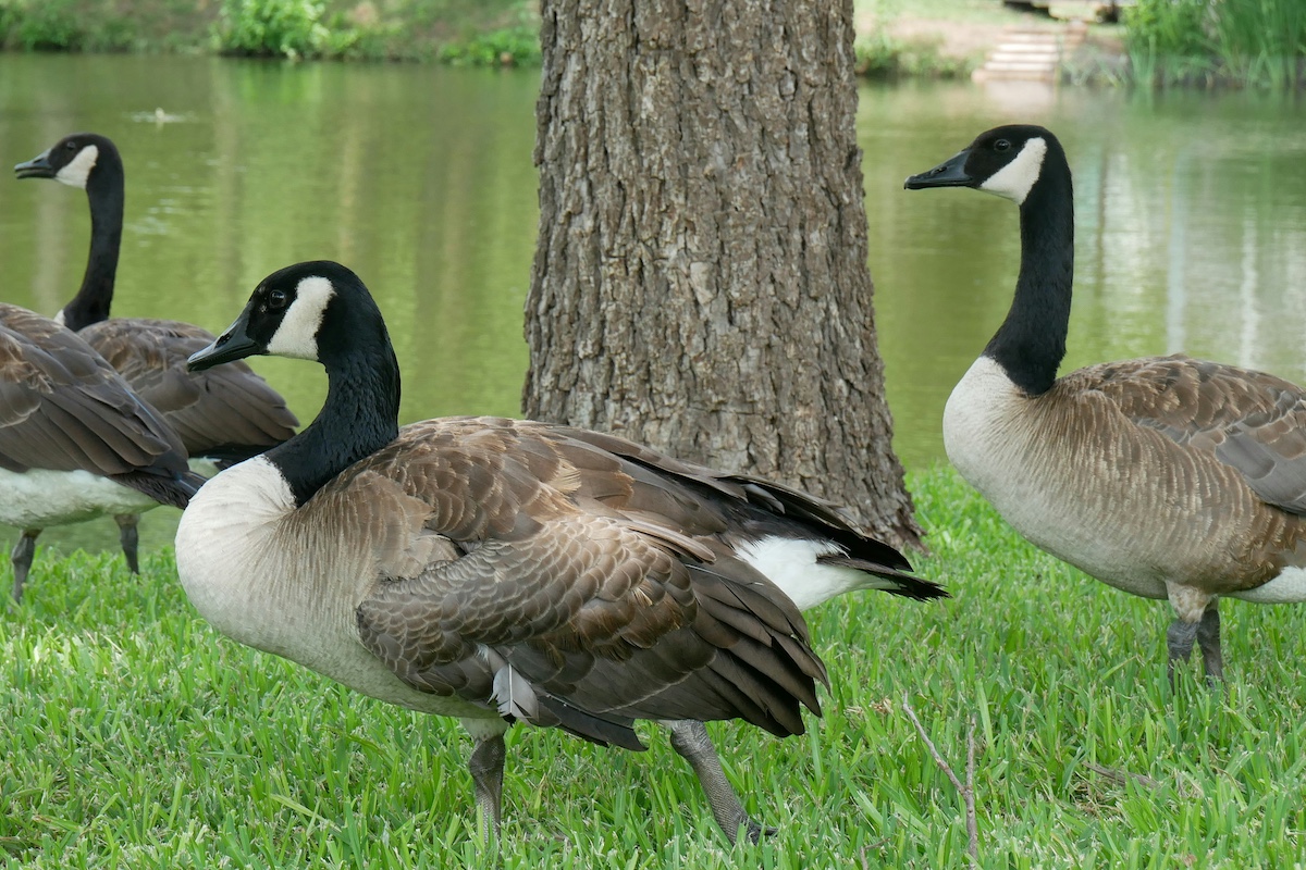 A group of gray, black and white Canada geese on a mowed grassy shoreline of a pond. The pond is in the background.