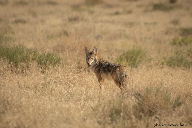 A tan and brown coyote surveys a grassland for prey. 