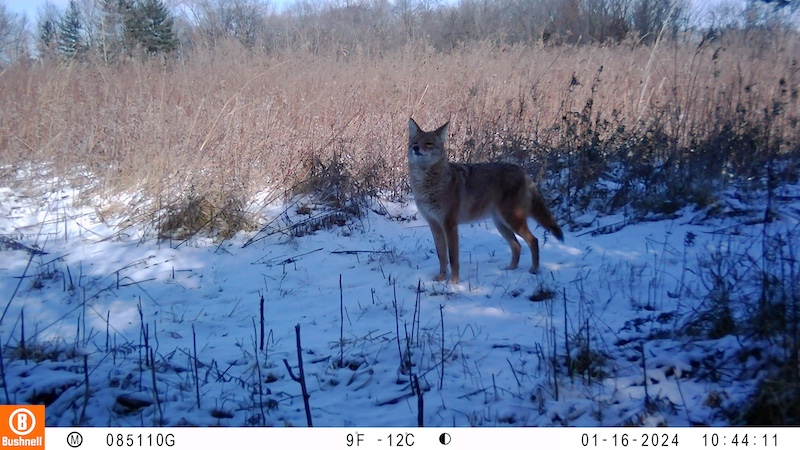 A gray and brown coyote stands while sniffing the air along the edge of a snowy grassland. Trees are in the background.