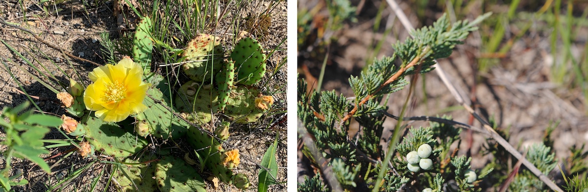 A graphic of two photos side by side collaged together. The photo on the left is of a beautiful yellow prickly pear cactus flower. The photo on the right is a close up of the evergreen plant with little green berries.