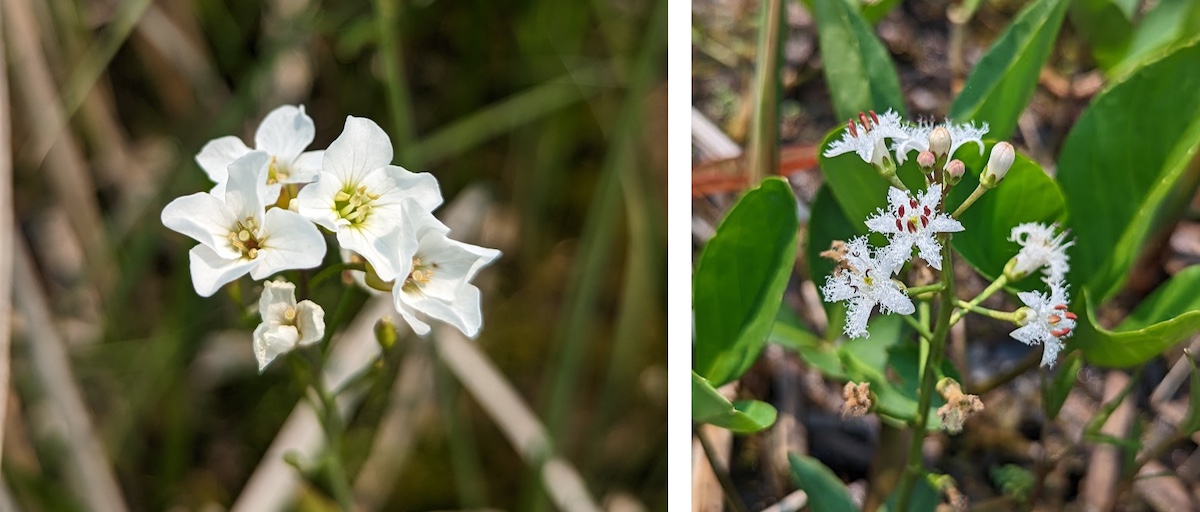 A graphic with two photos collaged side-by-side. The photo on the left is of a close-up of white flowers at the top of a stem. On each flower are four white petals around light yellow-green centers. The photo on the right is of a close-up of a cluster of several white flowers at the end of a stem. On each small flower are five petals with fringe on each petal.