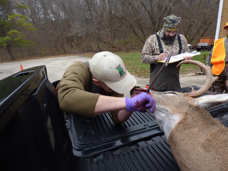A biologist examines a harvested adult male white-tailed deer in the bed of a pickup truck. In the background another biologist records data on a clipboard, and the hunter wearing blaze orange gear stands nearby.