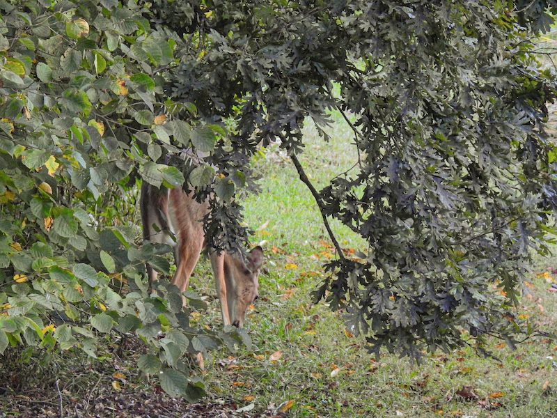 During a summer day, a deer forages for acorns in the grass underneath a lush, leafy oak tree.