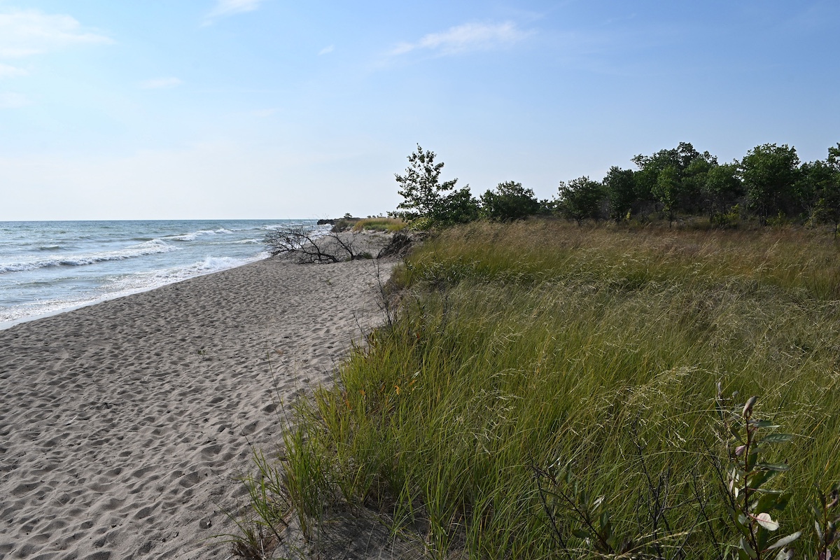 A sandy beach shoreline view with waves falling on to the beach on the left and grasses and trees to the right. A bright blue sky is in the background.