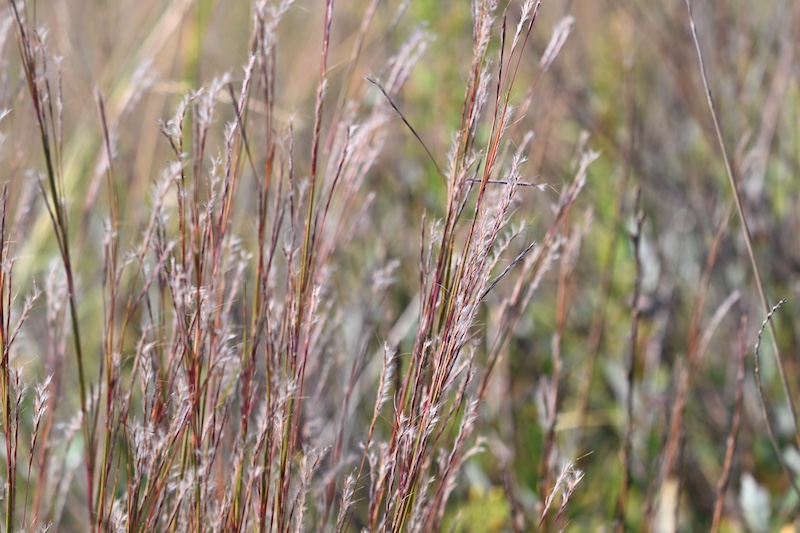 A close-up of the soft feathery seeds on reddish grasses.