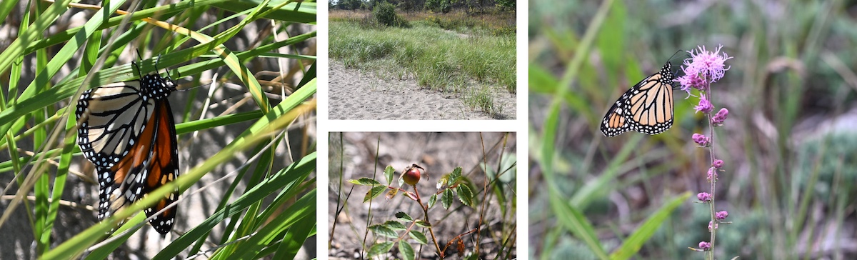 A graphic of a collage of four photos. The photo on the left is of an orange, yellow, white and black monarch butterfly perched in the grass. The photo in the top-middle of a sandy landscape with grasses and trees interspersed throughout. The photo on the bottom-middle is of a red round rosehip on the terminal stem of a rose bush. The photo on the right is of an orange, yellow, white and black monarch butterfly nectaring on a purple prairie flower.