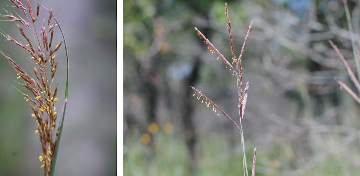 A graphic including two close up photos of prairie grass flowers. In the photo on the left, the flowers are in a fluffy plume at the top of the grass and yellow anthers highlight the reddish plant. In the photo on the right, the grass has three branching inflorescences with dangling red anthers.