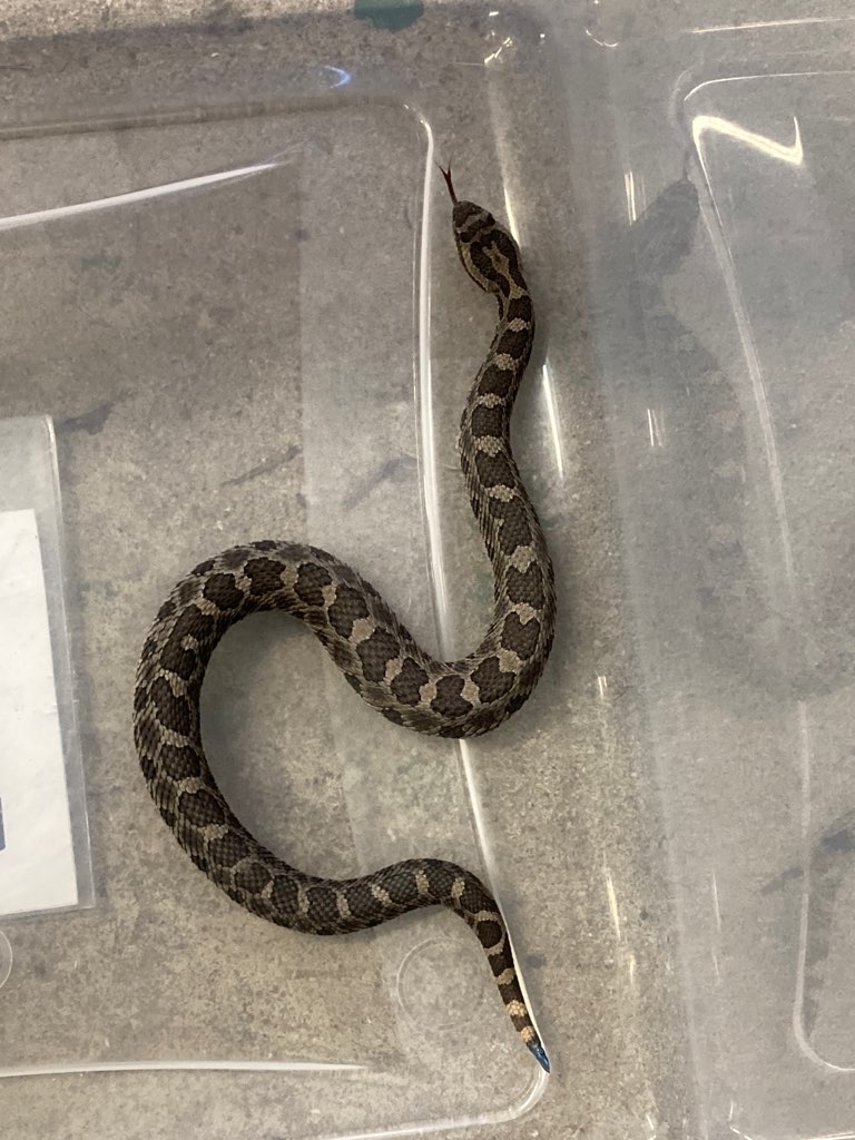 A small dark brown and tan snake resting in the bottom of a clear plastic box.