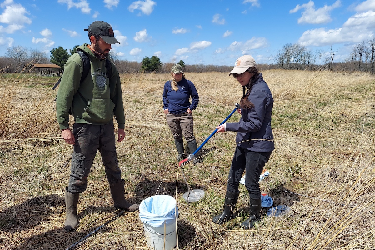 Three researchers stand in a grassland. One of the researchers uses a long handled pincher tool to pick up a small snake and place it carefully in a bucket. The other two researchers observe the process. Over head is bright partly cloudy sky. In the background is a horizon line of trees.
