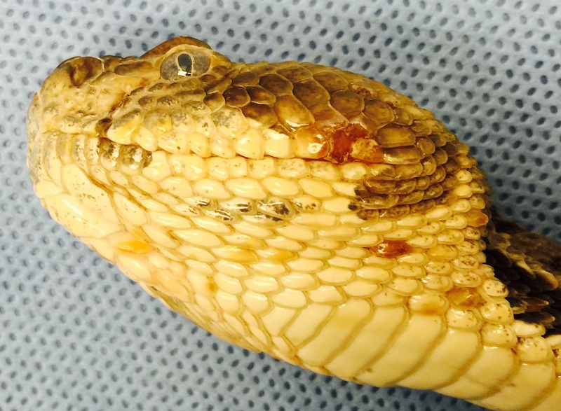 A close-up of a rattle snake's head against a mesh background. Some of its scales are yellow and reddish.