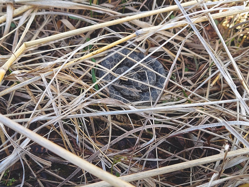 A very well camouflaged small dark brown and tan snake coiled tightly amongst some tan prairie grasses.