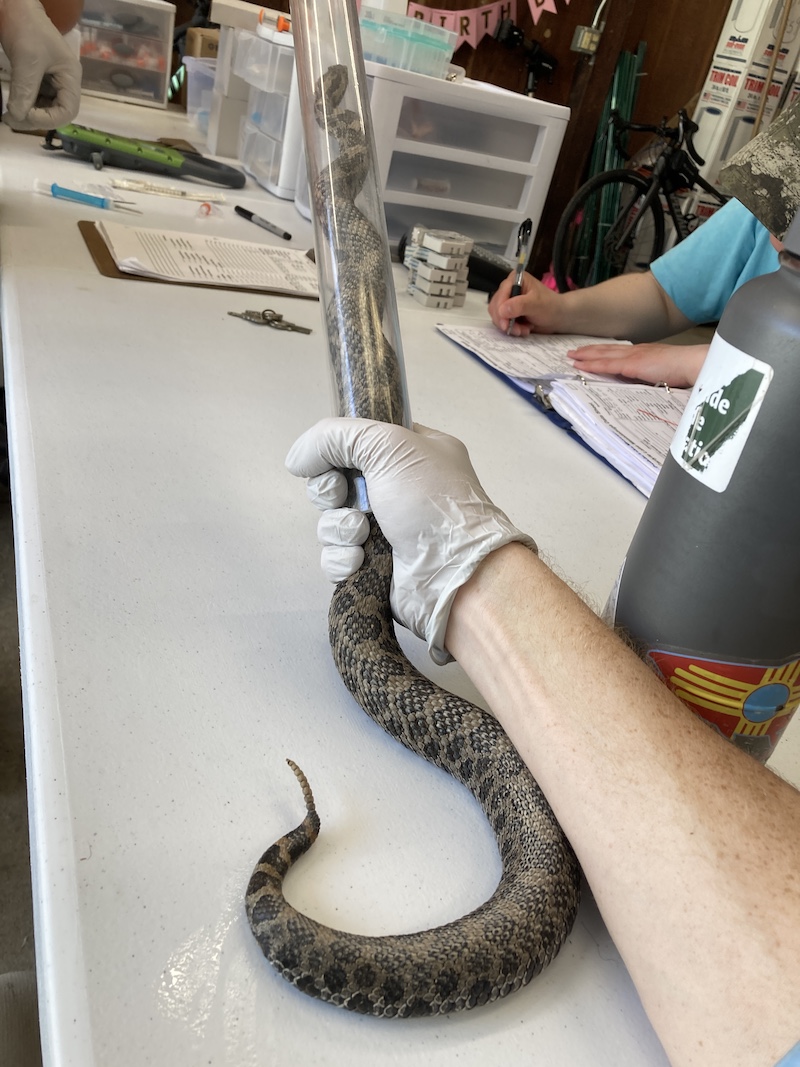 A dark brown and tan snake held by a researcher's hand partially in a clear plastic tube while researchers record and collect data.