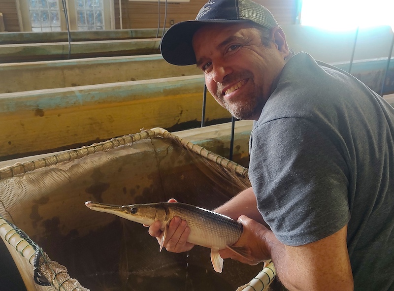 A man picks up a small gray and white fish from a net. In the background is a room with wooden channels for fish to swim in.