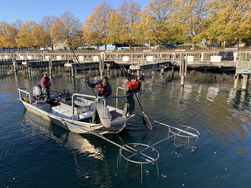 Three biologists stand on a boat floating on a lake near a marina. Two of the biologists are using fishing nets to gather fish from the lake. The  third biologist is running the motor in the back of the boat.