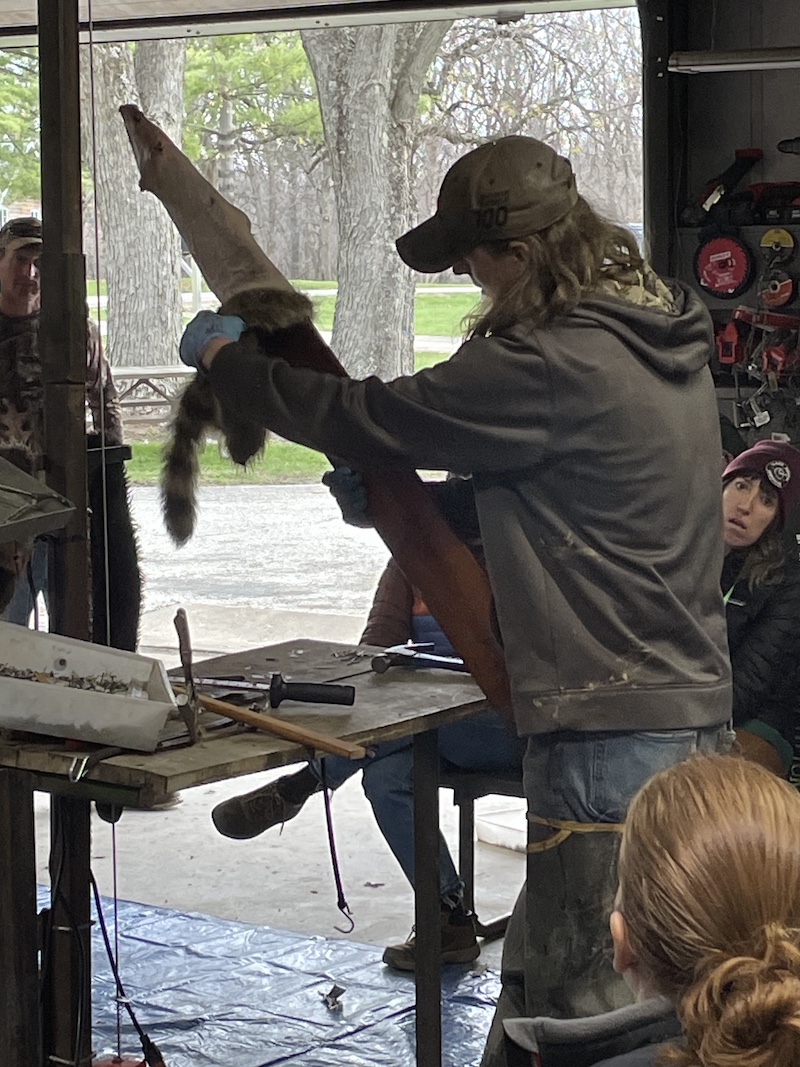 An instructor demonstrates how to prepare a fur for market. A group of people sitting around the instructor watch closely.
