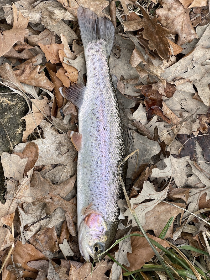A silver and pink fish with gray spots rests on tan leaf litter.