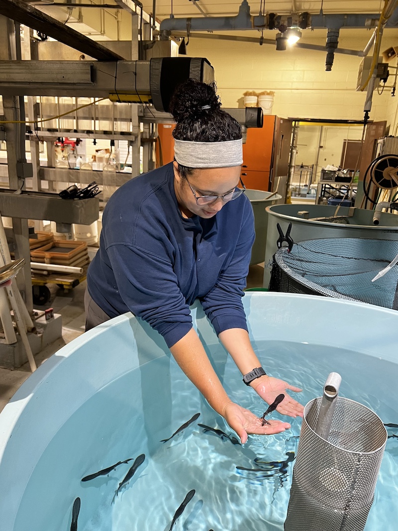 In a laboratory, a woman stands over a tank of water with very small black fish. She places both her hands in the water holds a fish in her palms.