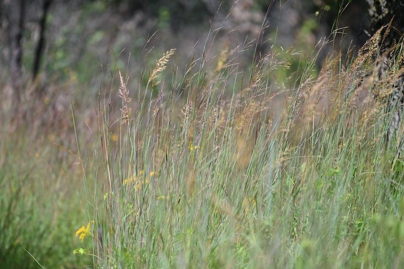 A patch of tall grasses in a prairie.