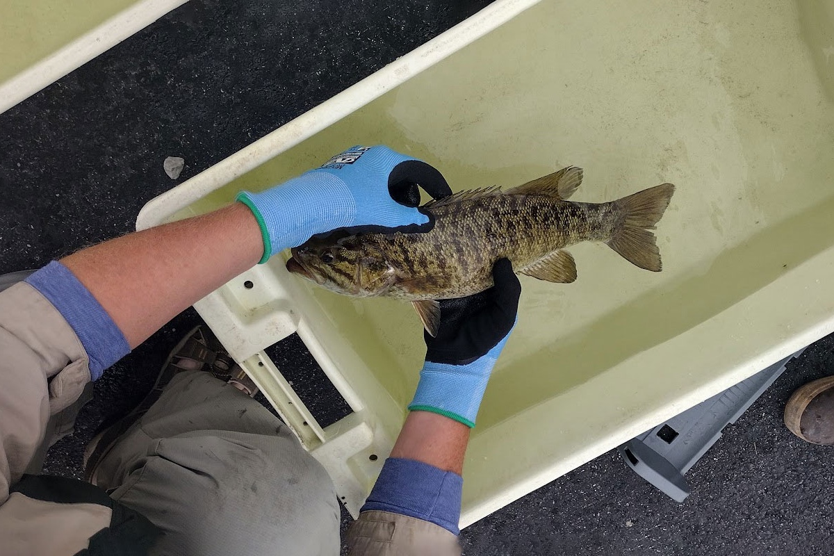 A man wearing light blue gloves places a black and green medium sized fish in a cooler with water.