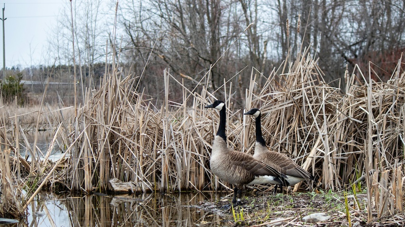 On a gray overcast fall day, two black, gray and white Canada geese stand on the edge of a wetland in front of tan cattails. In the background are leafless trees.