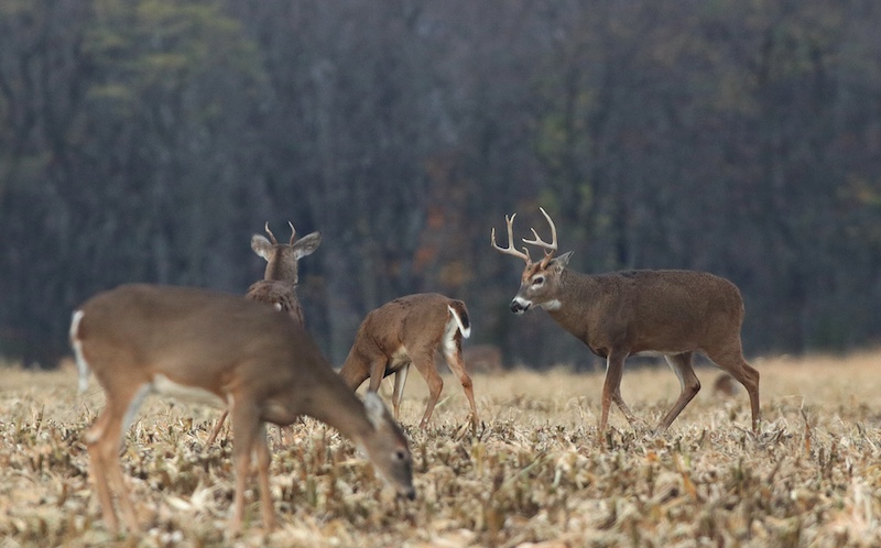 A group of white-tailed deer forage for waste grain in a harvested agricultural field. In the background is a woodland in late fall.
