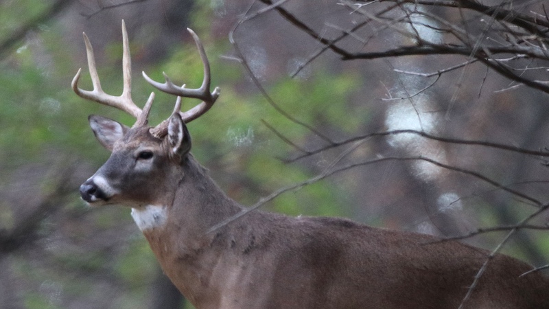 A close-up of an adult male white-tailed deer with large antlers. In the background are trees.