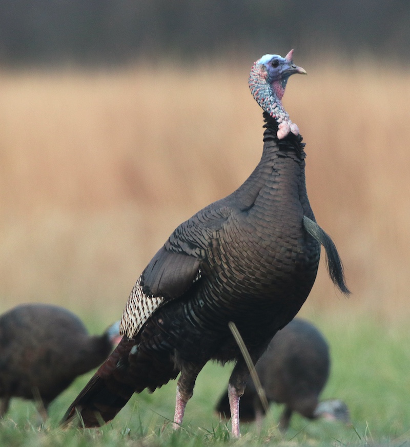 A group of wild turkeys forage along the grassy mowed edge of a prairie. One wild turkey stands alert and observes its surroundings.