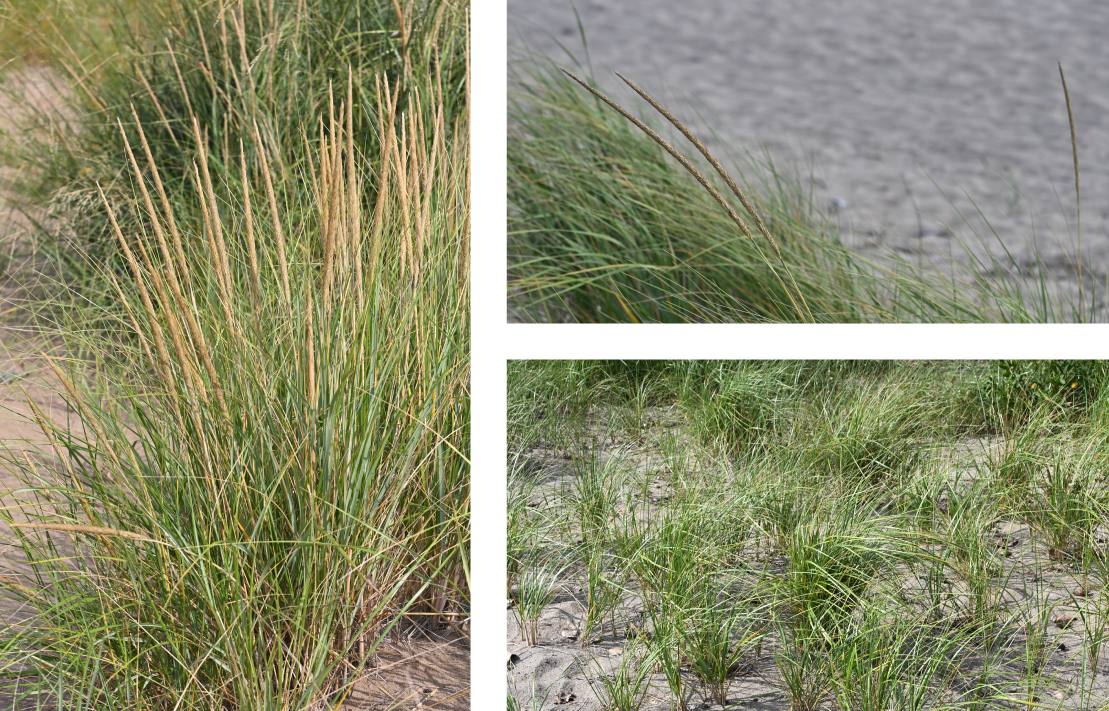 A graphic including three photos. The photo on the left is of green grasses with tan fuzzy seed heads. On the right are two photos stacked one on top of the other. The top photo is of two long tan grass seed heads. In the background is a sandy area. The photo below is of a sandy area with green grasses interspersed throughout.