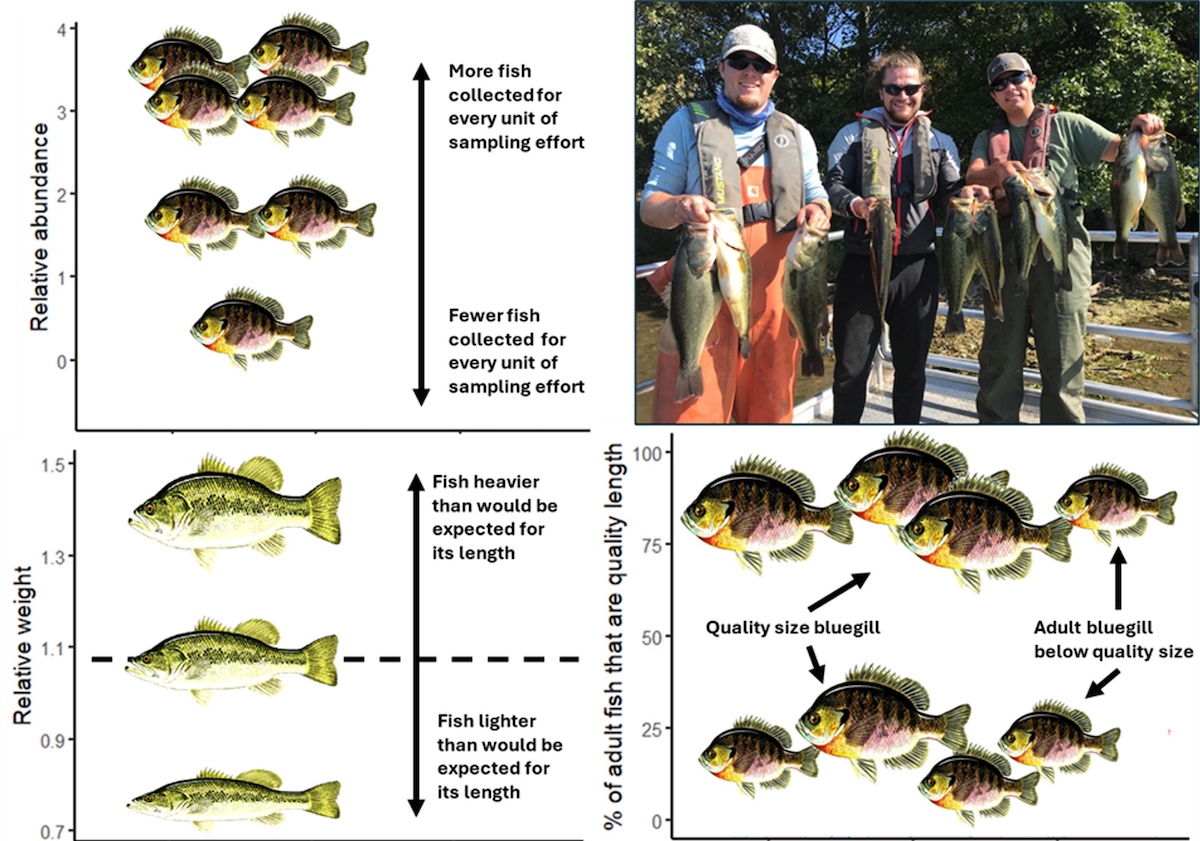 Three charts showing realistic ranges of relative abundance, relative weight, and the percentage of quality-sized adult fish in a population using Bluegill and Largemouth Bass. The photo to the top right shows three successful anglers posing with their harvest of fish while standing on a dock. In the background are trees along a shoreline.