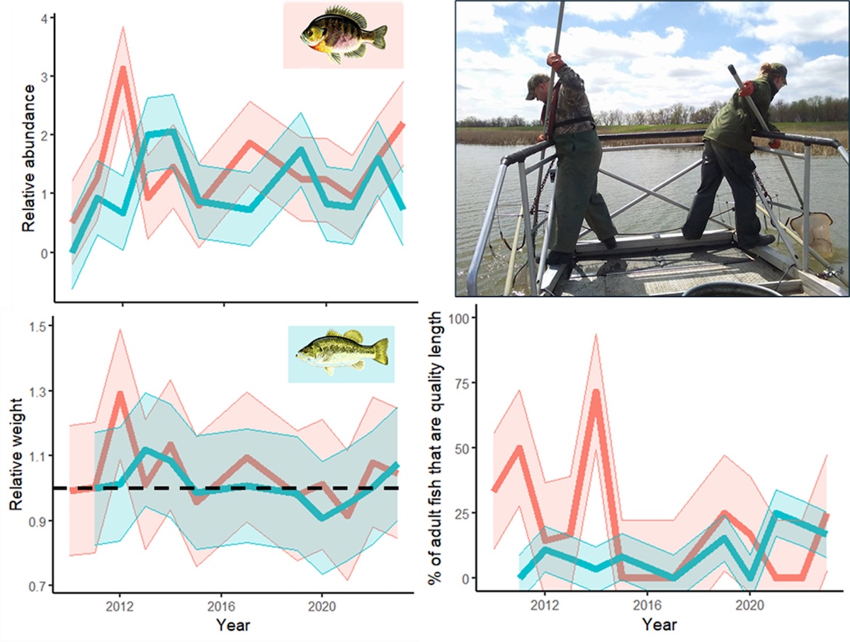 Three charts showing relative abundance, relative weight, and the proportion of adults that are quality length for Bluegill (pink lines) and Largemouth Bass (blue lines) populations in Pool 16 of the Mississippi River from 2009-2023 using LTEF program data. The quality lengths for bluegill and largemouth bass are ≥ 5.9 and 11.8 inches, respectively. The solid lines represent annual averages, and the transparent ribbons around the averages represent observed variation in the fisheries metric. The photo in the top right shows two biologist standing on a boat and using two long handled nets to collect fish. In the background is a grassy shoreline. Trees form a horizon line against a bright partly cloudy sky.