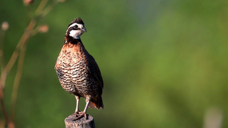 A brown, tan, black and white male northern bobwhite quail perches on  top of a wooden post.