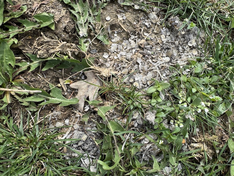 On the ground in a grassy area otter scat includes a pile of undigested white and gray scales from fish.