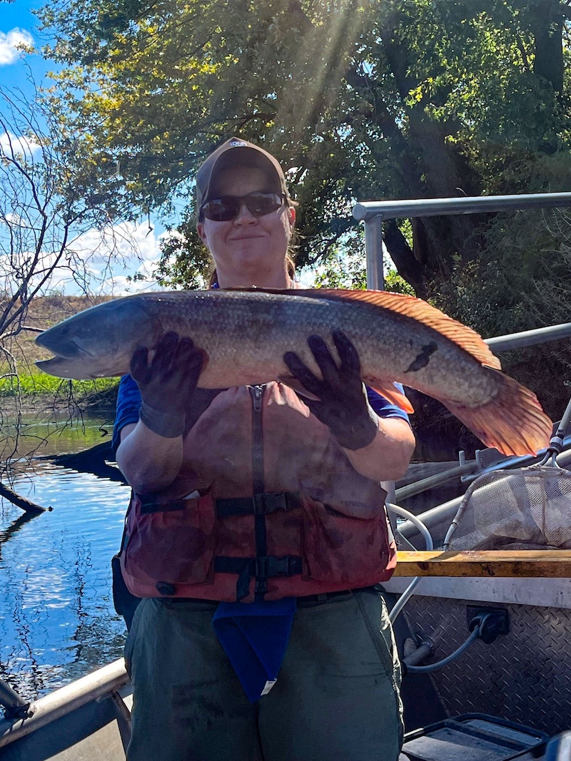 A biologist stands in a boat and holds up a large fish with both her hands in front of her torso. In the background is a wetland and a grassy shoreline with trees to the right.