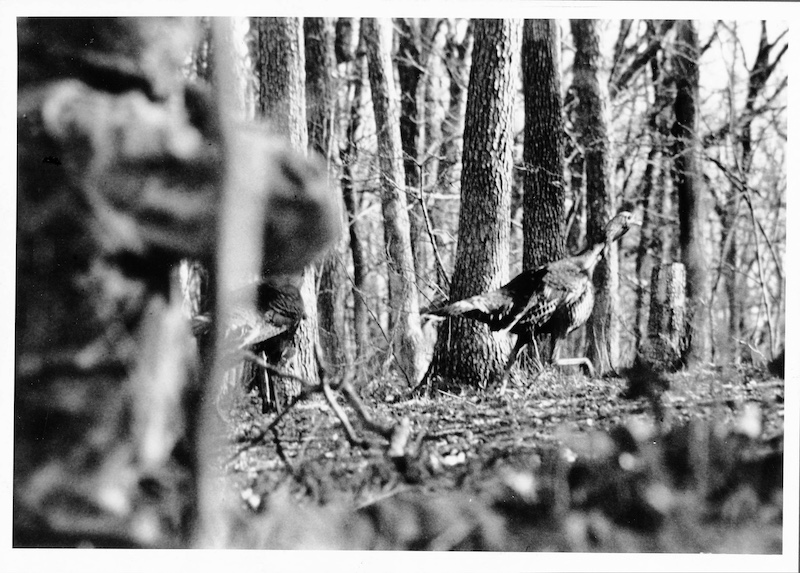 A historical black and white photo of a hunter taking aim at a wild turkey in a woodland.