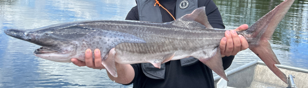 On calm river water, a biologist stands in a boat and holds up with both hands a large gray paddlefish. The nose of the paddlefish has been broken off.