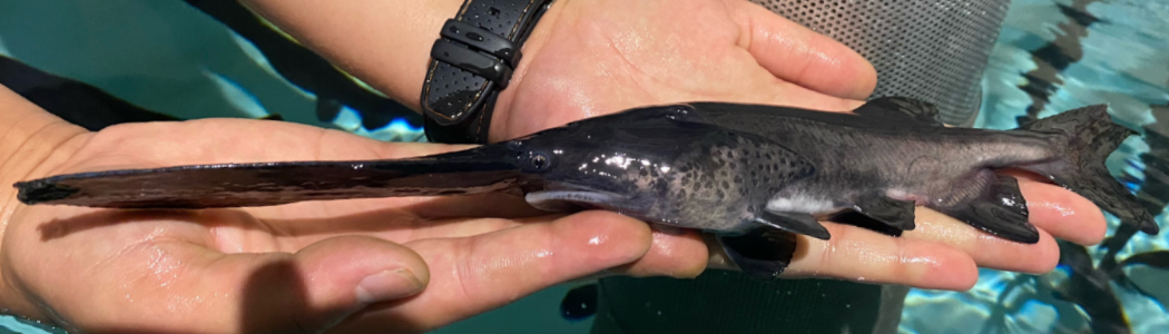 A close-up view of a juvenile small black and dark tan paddlefish with a long nose being held in the hands of a biologist.