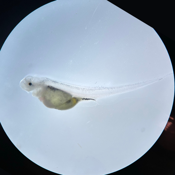 A magnified view of a tiny larval paddlefish. The body of the fish is translucent except for its developing organs.