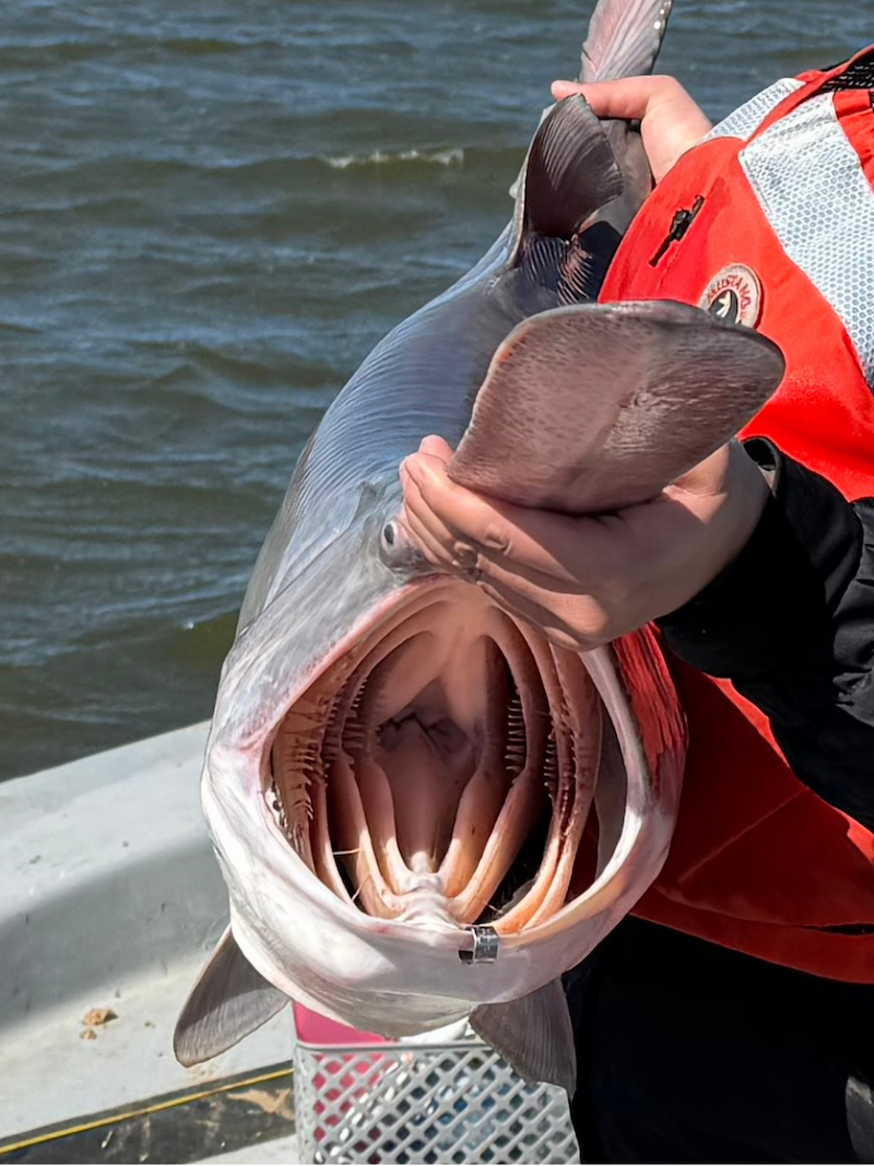 A close-up view of a paddlefish being held by a researcher. The fish has its mouth wide open.
