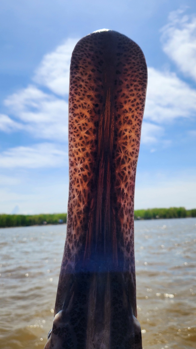 A close-up view of a paddlefish's long "nose." In the background is large river with a sunny blue sky overhead.