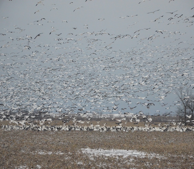 Migrating white, black and gray geese land in a harvested agricultural field during winter to forage on waste grain left over in the field.