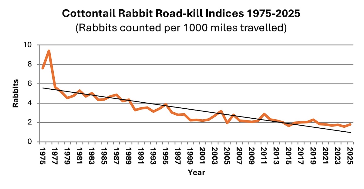 A chart showing the decline in cottontail rabbit road-kill indices between 1975 and 2025.