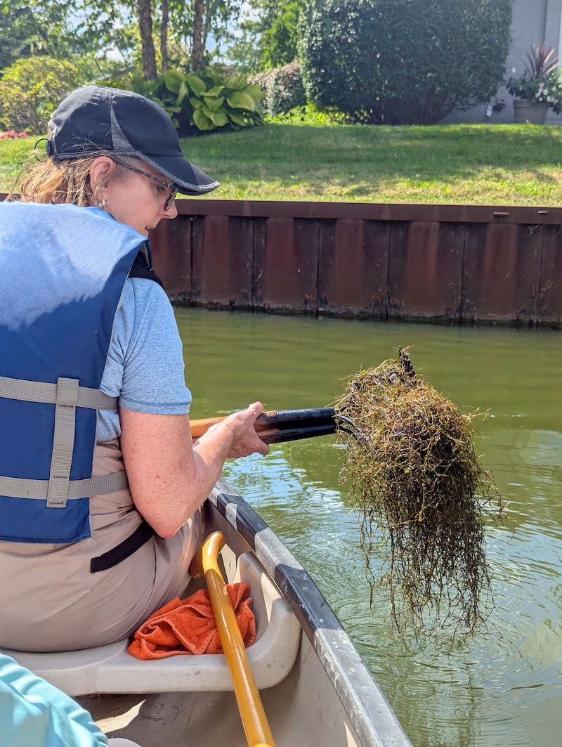 A woman in a canoe paddles along the edge of a waterway and uses a rake to bring the the surface submerged aquatic plants. The woman examines the tangle of aquatic plants on the end of the rake. In the background is a suburban lawn.