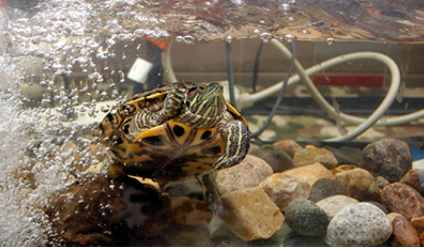 A red-eared slider in an aquarium.