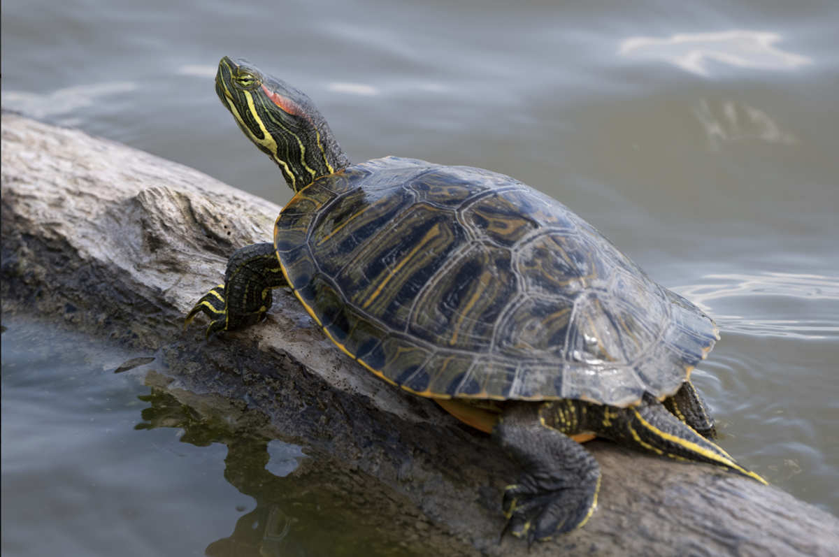 A red-eared slider turtle basks on a log in the water.